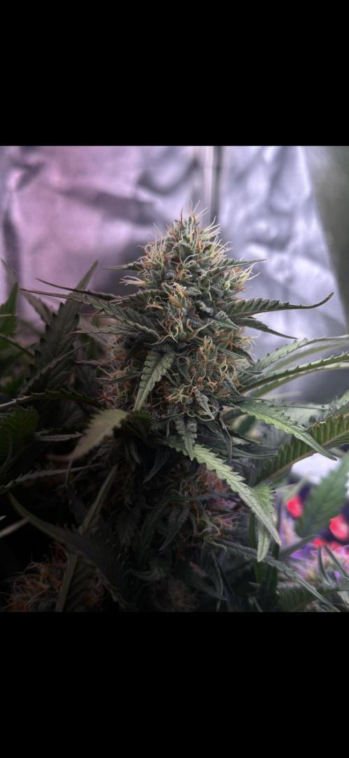 Trichome & Creame. Week 9