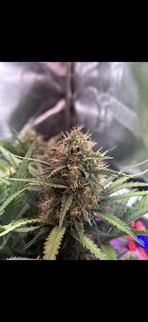 Trichome & Creame. Week 9