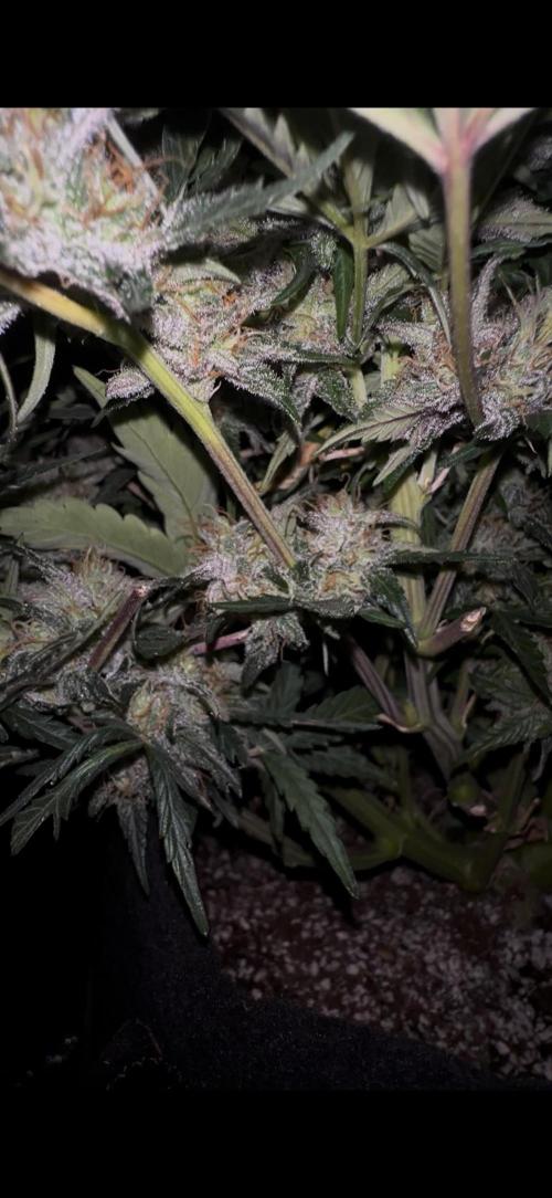 Trichome & Creame. Week 10