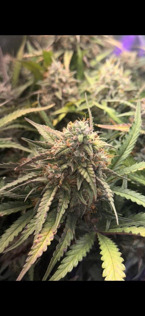 Trichome & Creame. Week 10