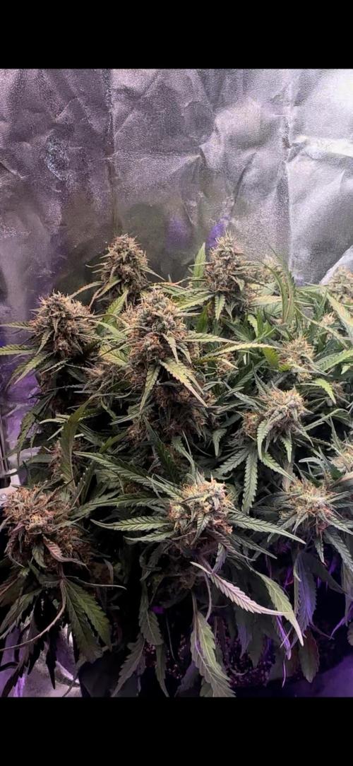 Trichome & Creame. Week 10