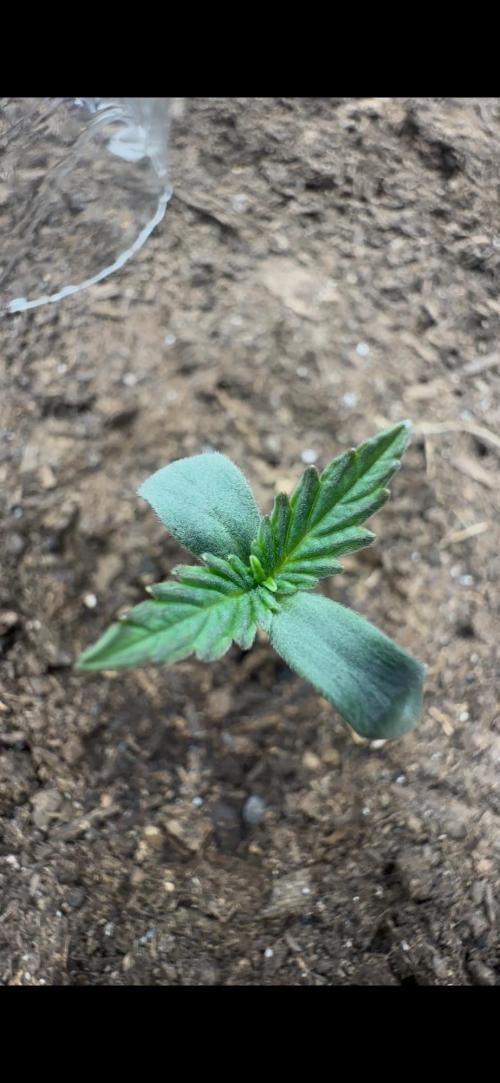Trichome & Creame Auto - Hermie Grow. Week 0