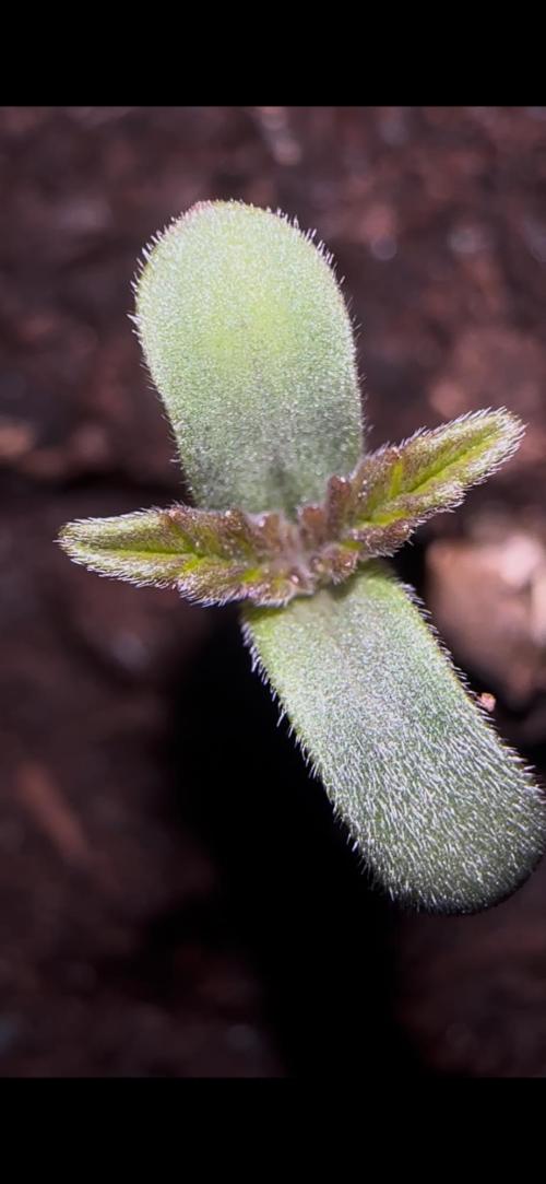 Trichome & Creame Auto - Hermie Grow. Week 0