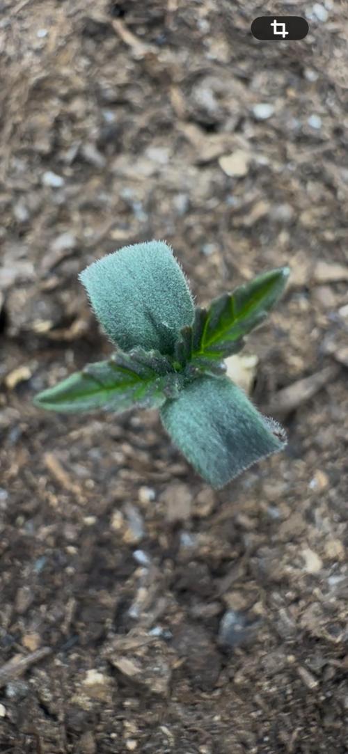 Trichome & Creame Auto - Hermie Grow. Week 0