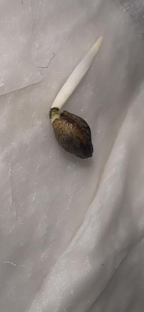 Trichome & Creame Auto - Hermie Grow. Week 0