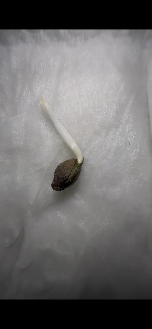 Trichome & Creame Auto - Hermie Grow. Week 0