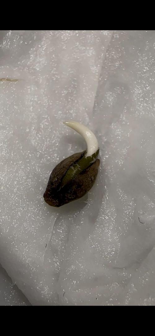 Trichome & Creame Auto - Hermie Grow. Week 0