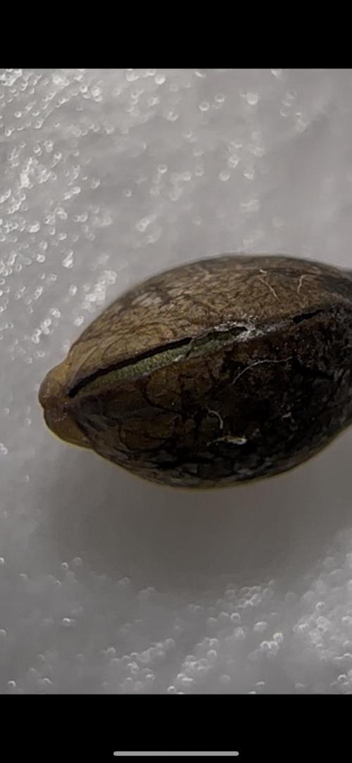 Trichome & Creame Auto - Hermie Grow. Week 0