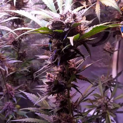 Trying Purple Mandarin