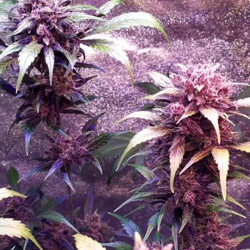 Trying Purple Mandarin