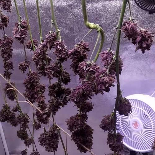 Trying Purple Mandarin