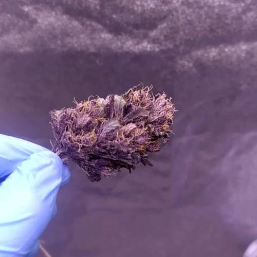 Trying Purple Mandarin