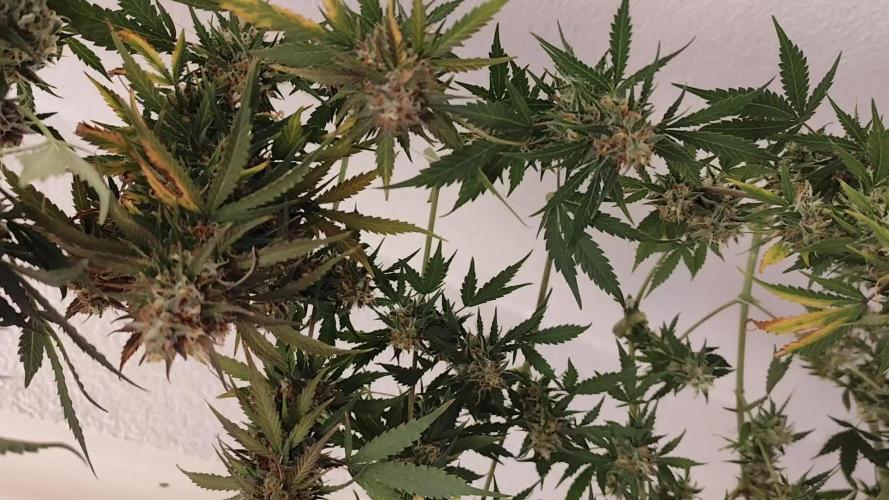 Herbstanbau Innendrin