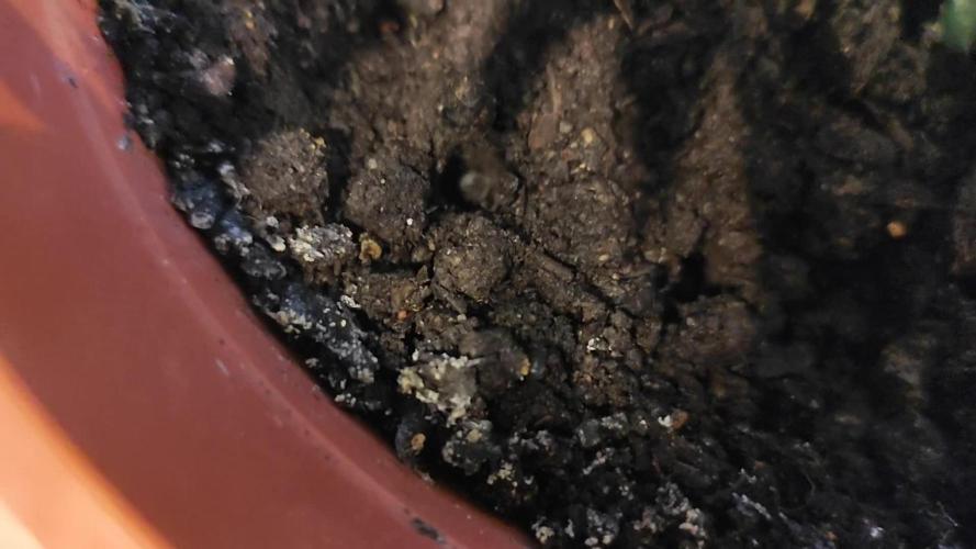 Watermelon Candy F1 von Zamnesia Winteranbau Indoor