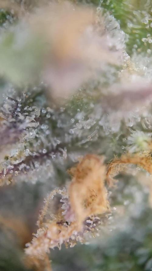 Watermelon Candy F1 von Zamnesia Winteranbau Indoor