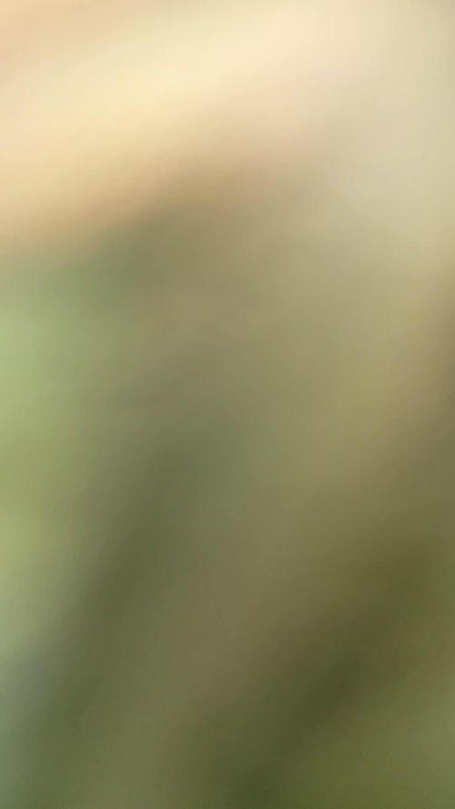 Cosmos F1 CBD von Royal Queen Seeds, Winteranbau drinnen