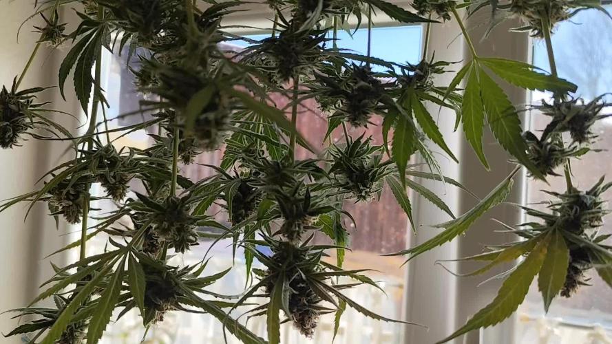 Watermelon Candy F1 von Zamnesia Winteranbau Indoor