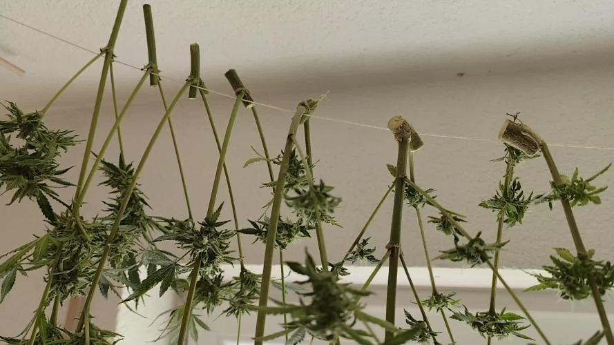 Cosmos F1 CBD von Royal Queen Seeds, Winteranbau drinnen