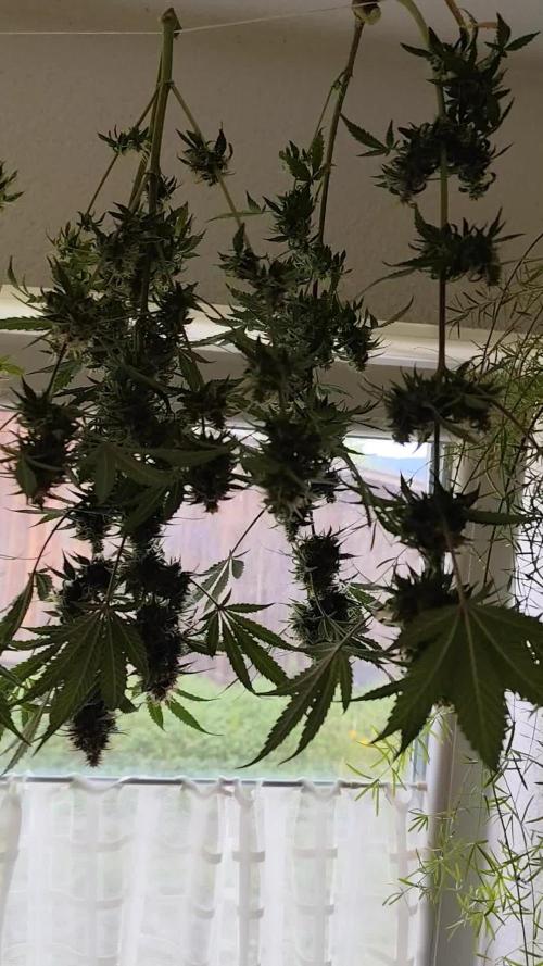 Kitsune Kush Auto First Edition from Zamnesia, Wintergrow Indoor