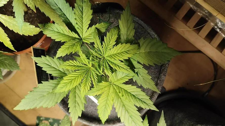 Green Gelato Automatic von Royal Queen Seeds
