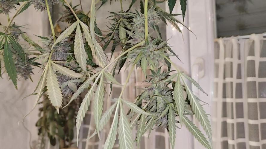 Howling Haze Auto First Edition from Zamnesia Seeds Wintergrow Indoor