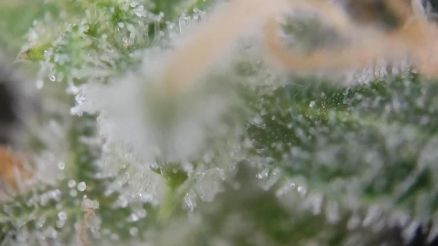 Sunset Sherbet Automatic von Zamnesia Seeds