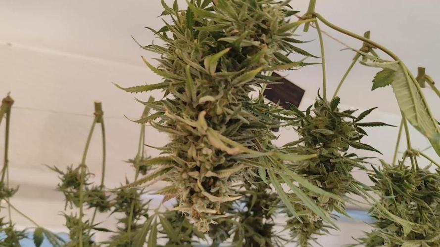 Sunset Sherbet Automatic von Zamnesia Seeds