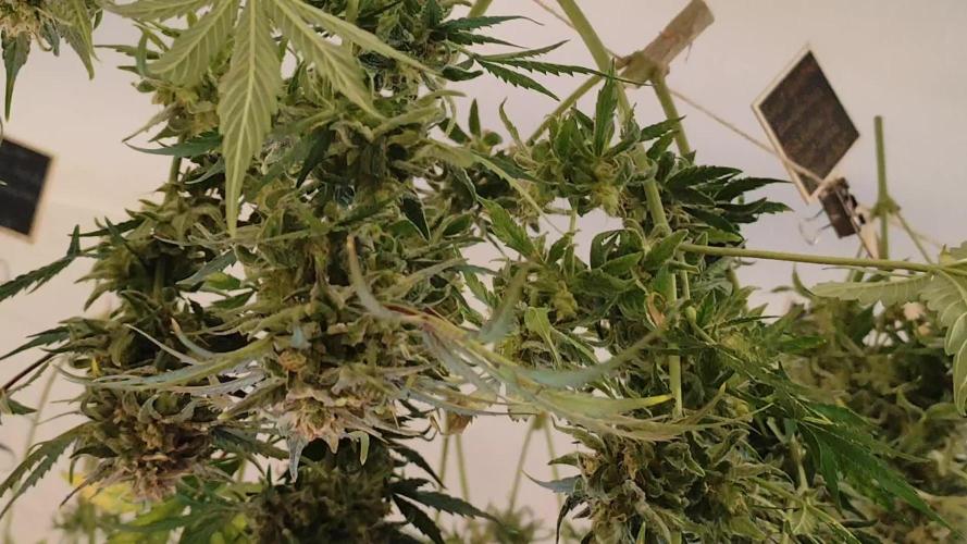 Green Gelato Automatic von Royal Queen Seeds