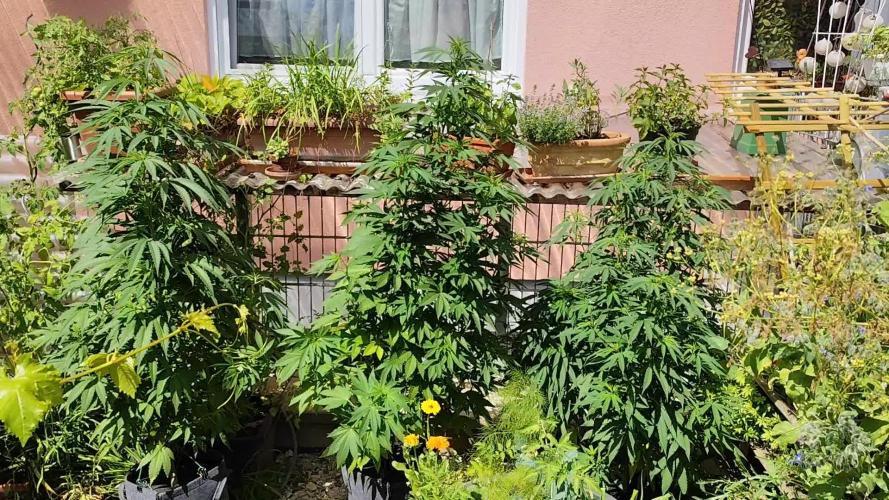 ROOTIES outdoor summer grow 2025