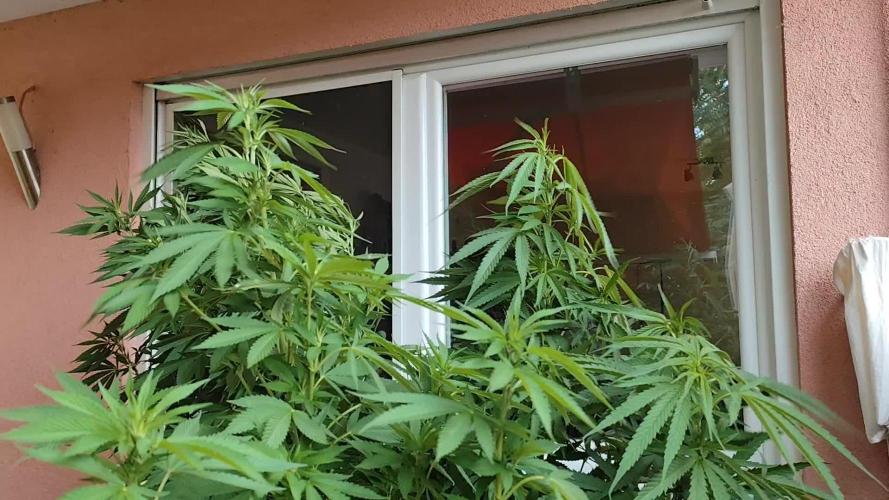ROOTIES outdoor summer grow 2025