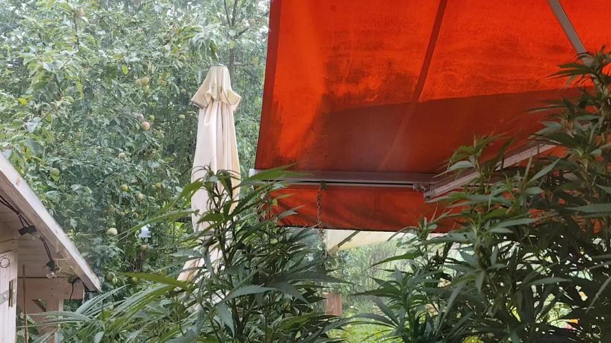 ROOTIES outdoor summer grow 2025