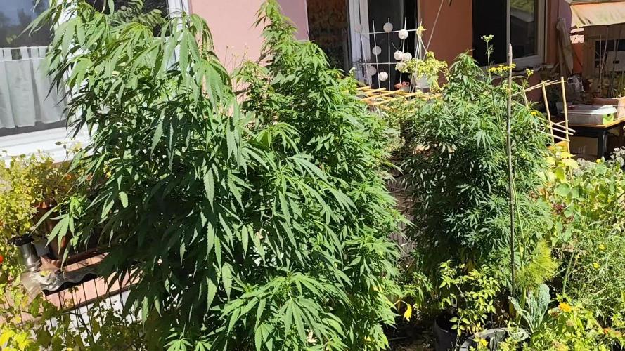 ROOTIES outdoor summer grow 2025