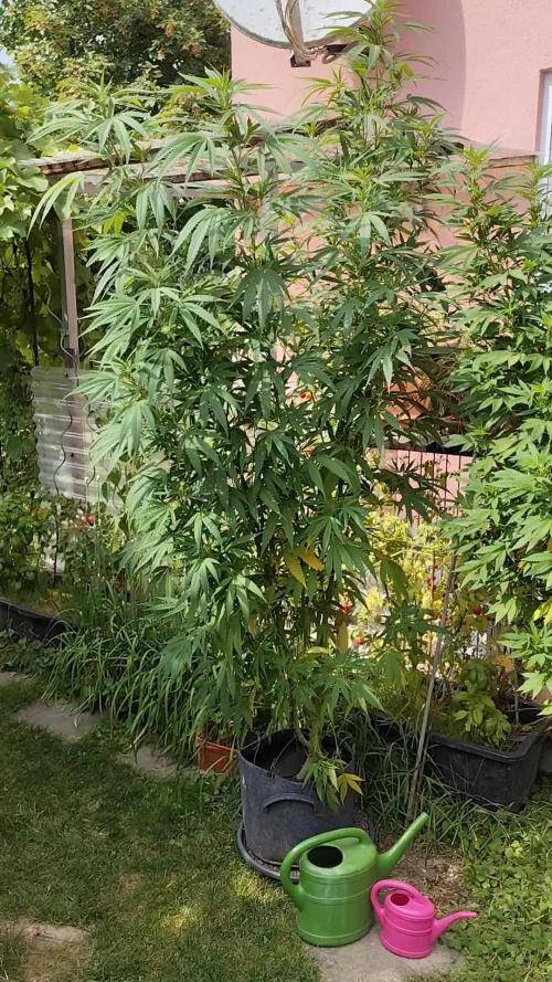 ROOTIES outdoor summer grow 2025