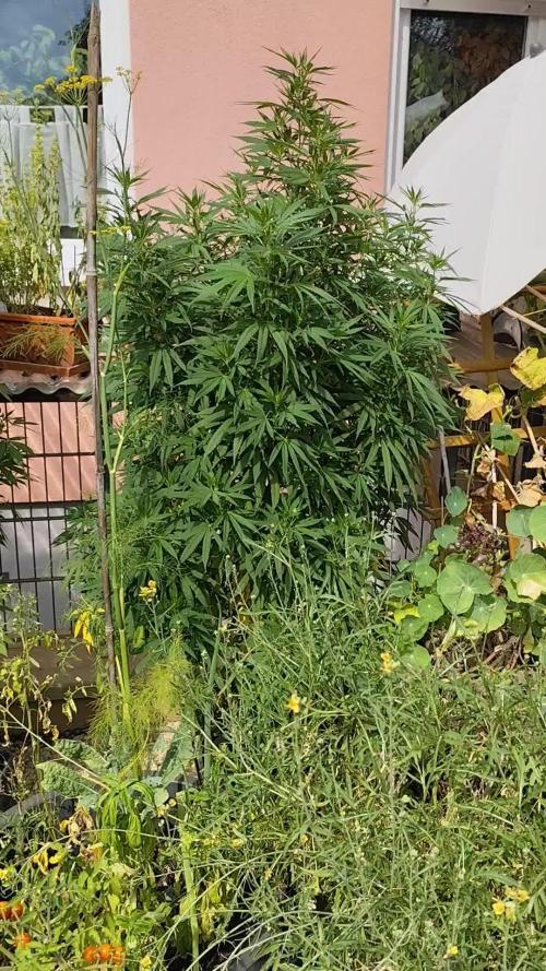 ROOTIES outdoor summer grow 2025