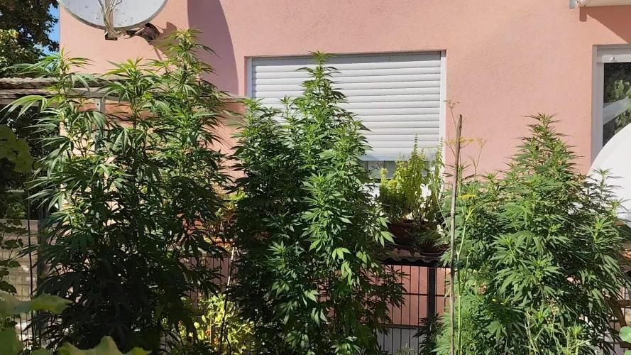 ROOTIES outdoor summer grow 2025
