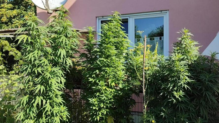 ROOTIES outdoor summer grow 2025
