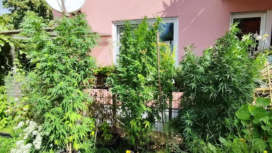 ROOTIES outdoor summer grow 2025