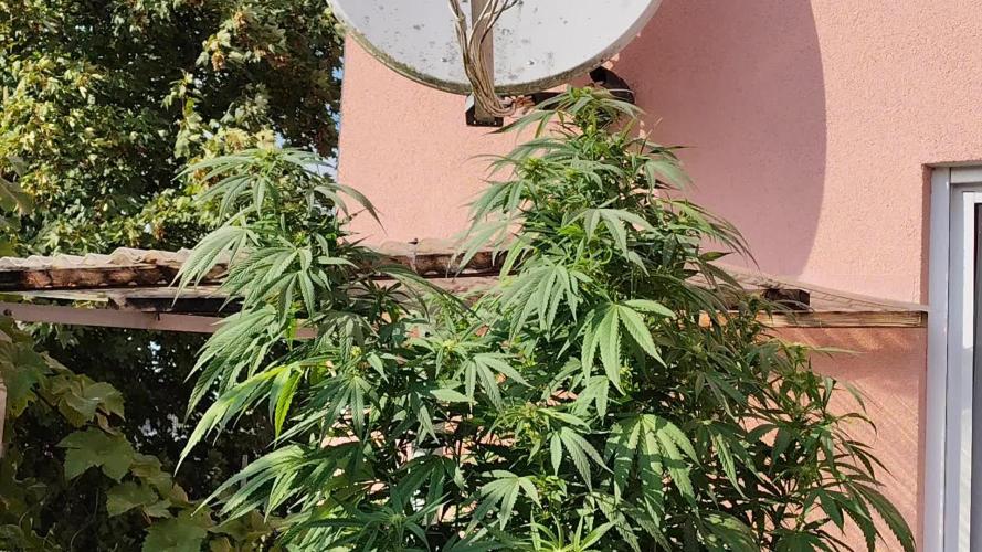 ROOTIES outdoor summer grow 2025