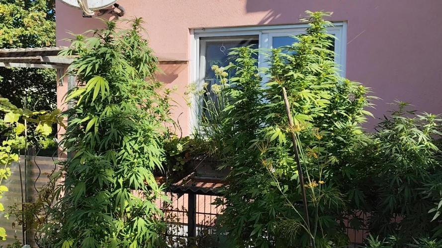 ROOTIES outdoor summer grow 2025