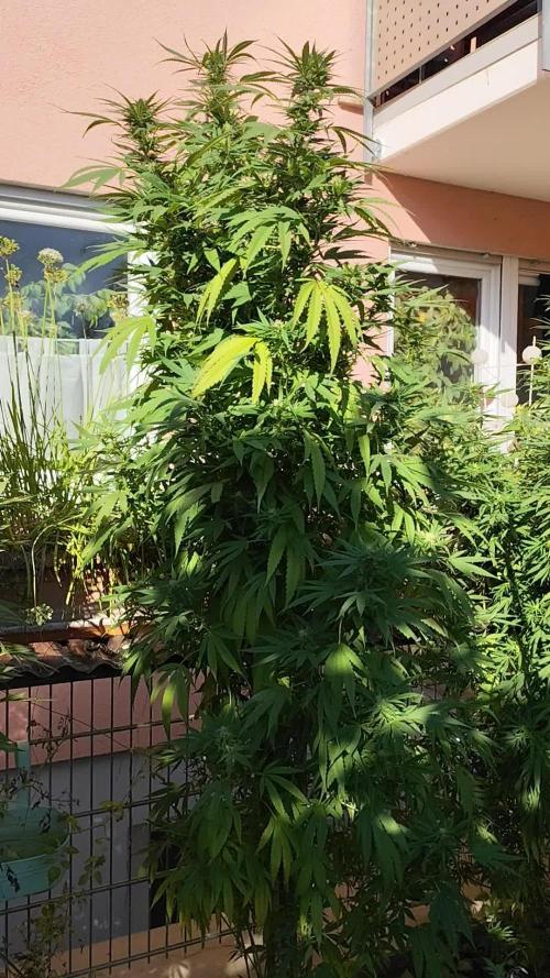 ROOTIES outdoor summer grow 2025