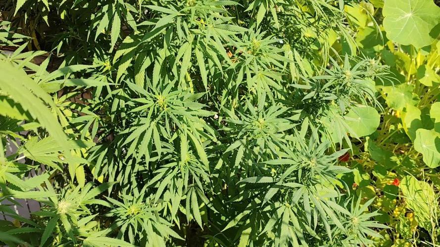 ROOTIES outdoor summer grow 2025