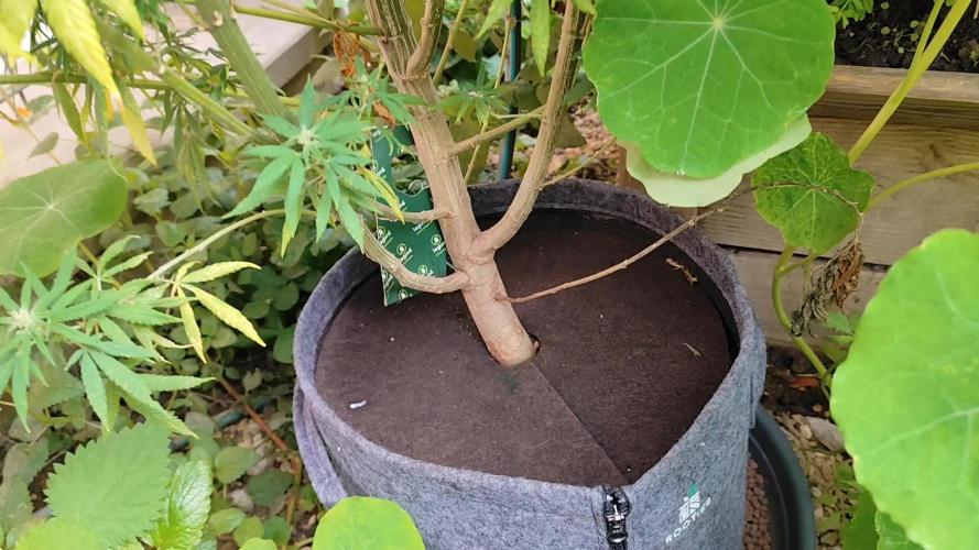 ROOTIES outdoor summer grow 2025