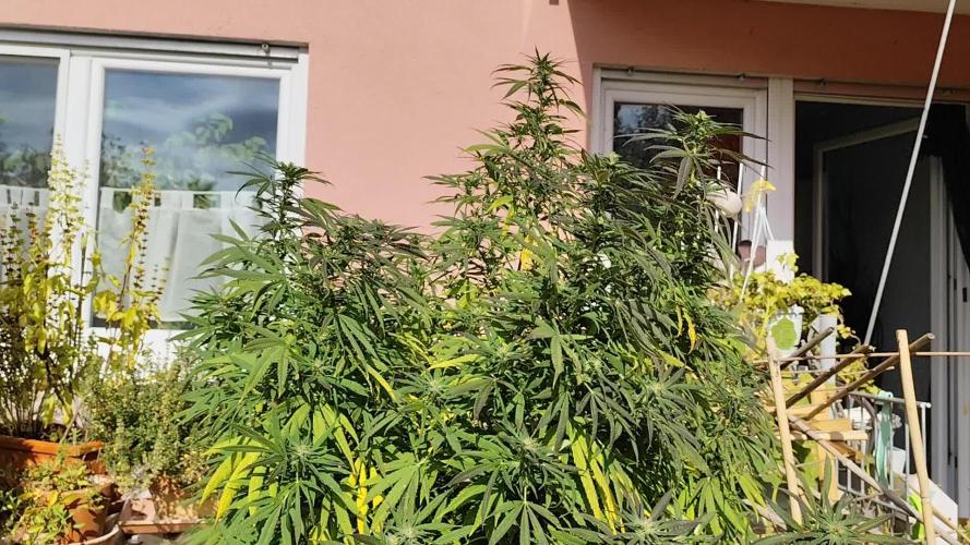 ROOTIES outdoor summer grow 2025