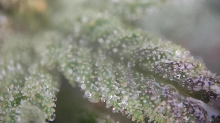 ROOTIES outdoor summer grow 2025