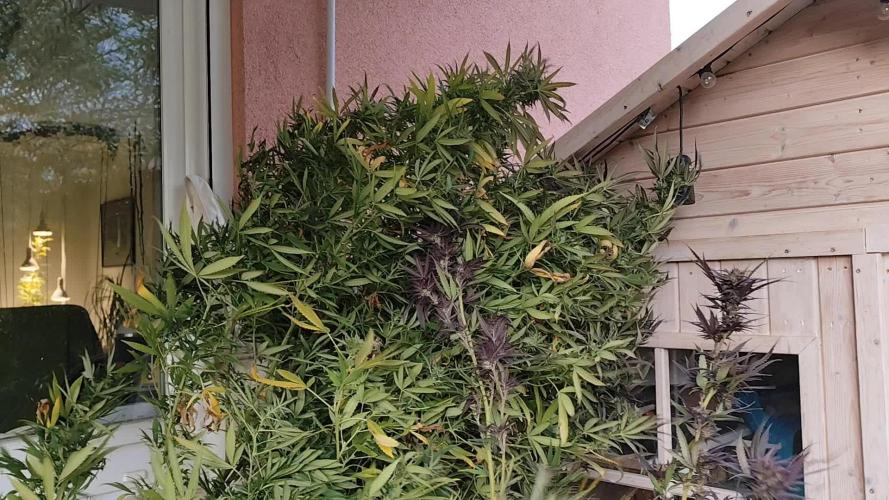 ROOTIES outdoor summer grow 2025