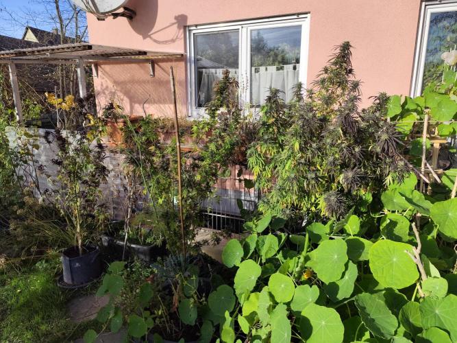 ROOTIES outdoor summer grow 2025. Week 34 - Tag 243