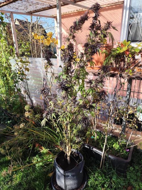 ROOTIES outdoor summer grow 2025. Week 34 - Power Flower fem.