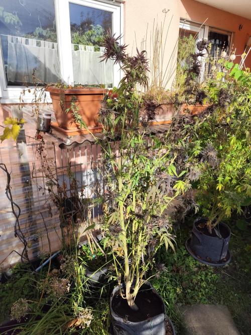 ROOTIES outdoor summer grow 2025. Week 34