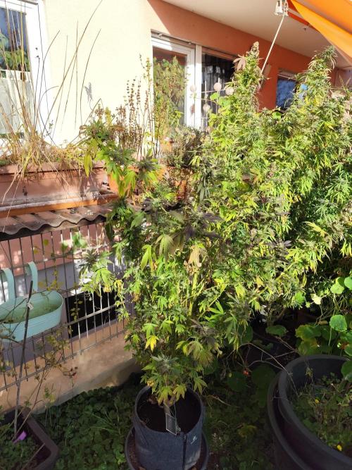 ROOTIES outdoor summer grow 2025. Week 34 - Special Kush fem.