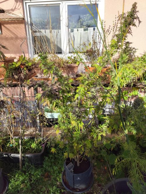 ROOTIES outdoor summer grow 2025. Week 34